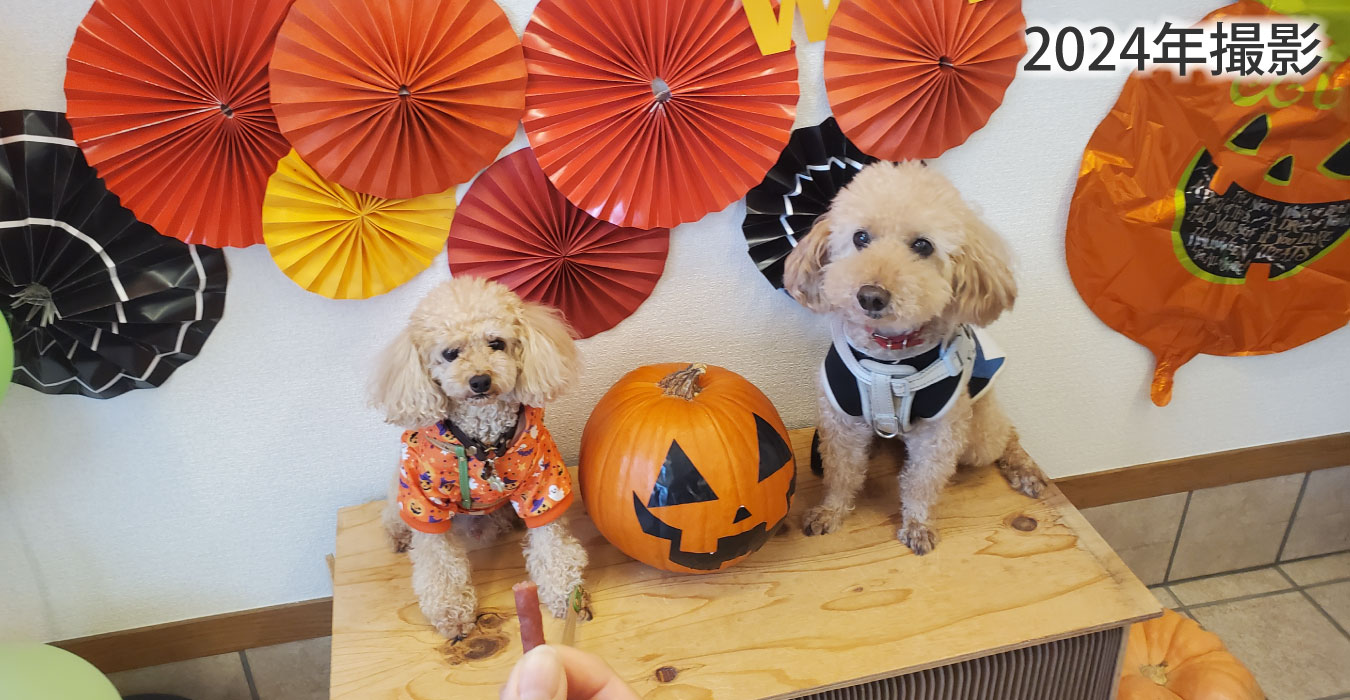 ハロウィン犬も一緒のカフェ