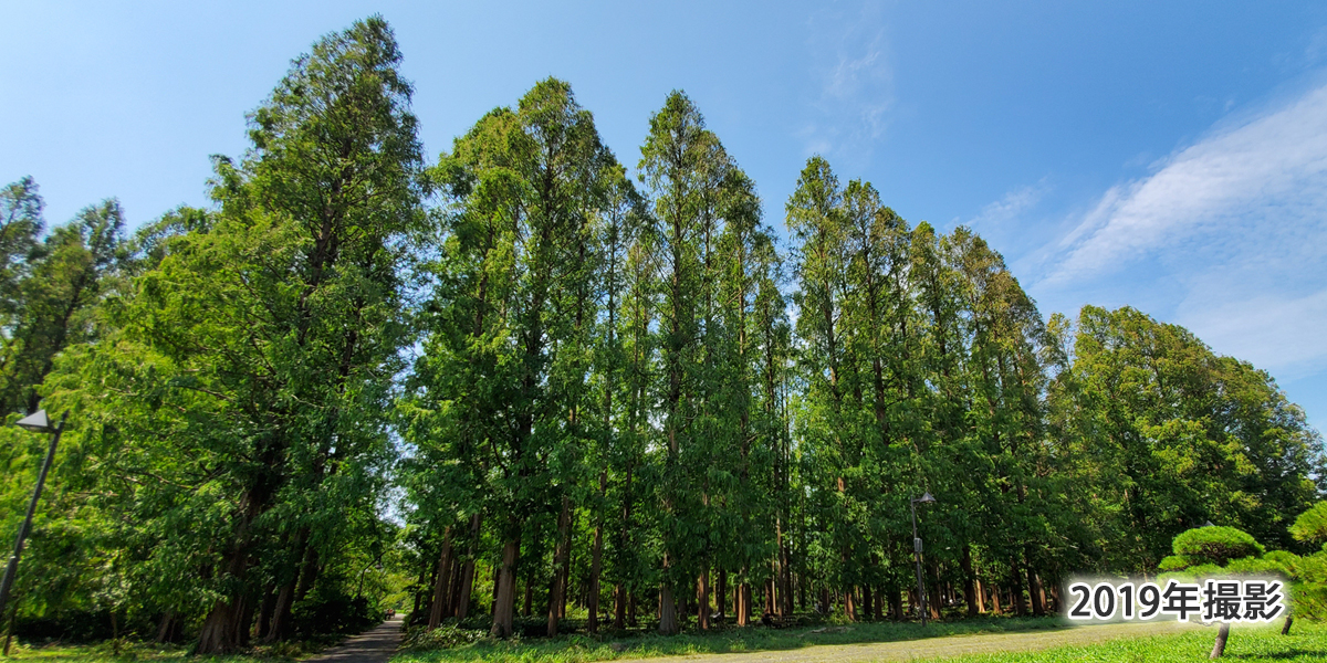 メタセコイアの森