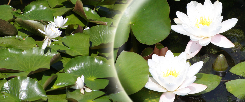 睡蓮池蓮の花